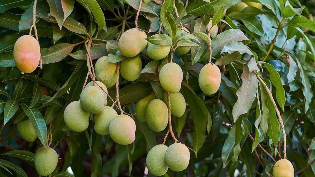 কাগজপত্রে অনিয়ম: যুক্তরাষ্ট্র থেকে ফেরত গেল ভারতের আম চালান