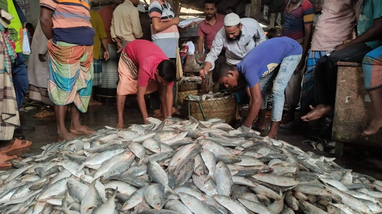 সরকারি তথ্য অনুযায়ী ইলিশ আহরণ বাড়লেও বাজারে সংকট ও দাম বেড়েই চলেছে
