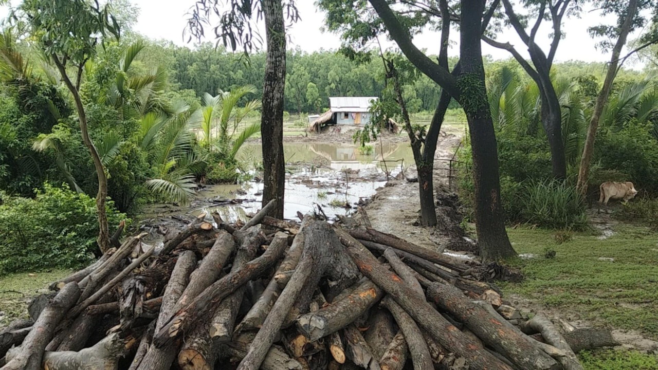 বরগুনায় সংরক্ষিত বনাঞ্চল দখলের মহোৎসব: কোটি টাকার বাণিজ্যে অভিযুক্ত বন কর্মকর্তারা