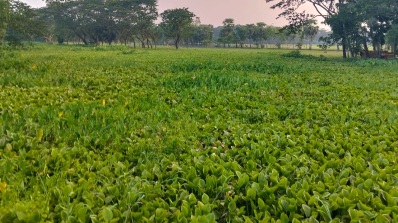 বেতাগীর কাবিল আকন খাল কচুরিপানায় বন্ধ, কৃষি-যোগাযোগে চরম ভোগান্তি